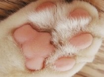 ☆肉球☆