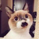 しゅがもも