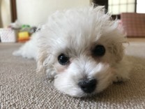 **ココなつ**