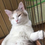 ピピペペポポ