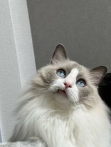 Popopiさんプロフィール画像