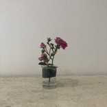 もっずくぅ