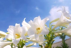 百合の花♪さんプロフィール画像