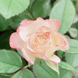 ●☆★ちろる★☆●さんプロフィール画像