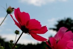Rachel_