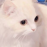 猫田にぼし丸さんプロフィール画像