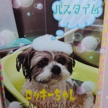 ☆:::☆シナモロール☆:::☆