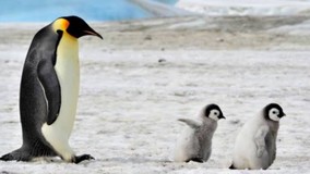 皇帝ペンギン★さんプロフィール画像