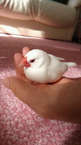 ぱるちさんプロフィール画像