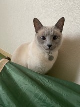ゆんたろにゃんさんプロフィール画像