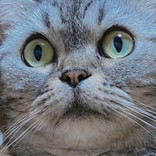 ぽんちゃぽん