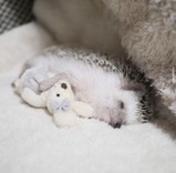 ともちんとぴあの