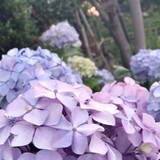 あいす☆ミさんプロフィール画像
