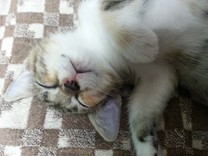 くぐら