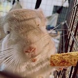 りうささんプロフィール画像