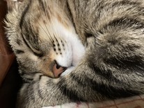 ひつじいろ