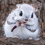 小枝の里