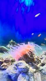 あるるんてぃー
