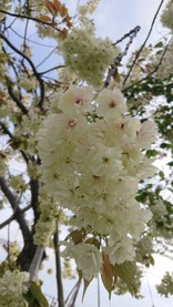 こはりん51