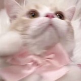 ちいさいおはなさんプロフィール画像