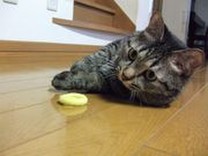 ひなちょこ