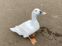 ○すえこ○さんプロフィール画像