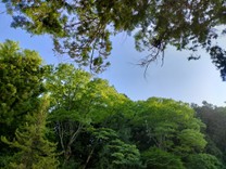森山夏子