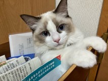 ロネまるさんプロフィール画像