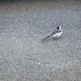 こてつこまるさんプロフィール画像
