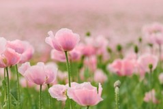 蒼:::さんプロフィール画像