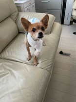 でパコ
