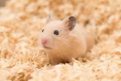 キンクマのクマさんプロフィール画像
