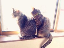 ふんまつ