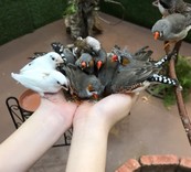 すしすしすし