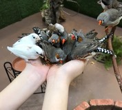 すしすしすしさんプロフィール画像