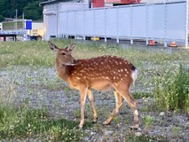 カッパビーナスさんプロフィール画像