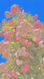 モユココ