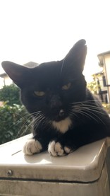 エプロン黒猫