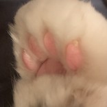 えびかつサンド