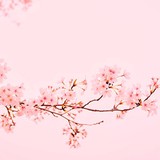 早坂茜?さんプロフィール画像