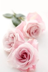 Belle_11110