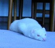 しきびゅ