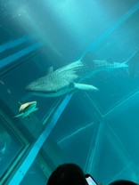 こてつむぎ42