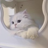 春を待つ