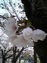 さくらん。