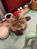 あめちゅるみん