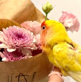 piro136さんプロフィール画像