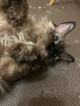 ぽちこむぎさんプロフィール画像