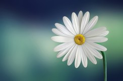 おはな0036さんプロフィール画像