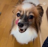 コスメパトロール犬
